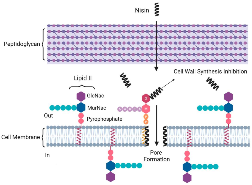Scientific illustration of nisin's antimicrobial mechanism, including bacterial cell wall synthesis inhibition and membrane disruption.